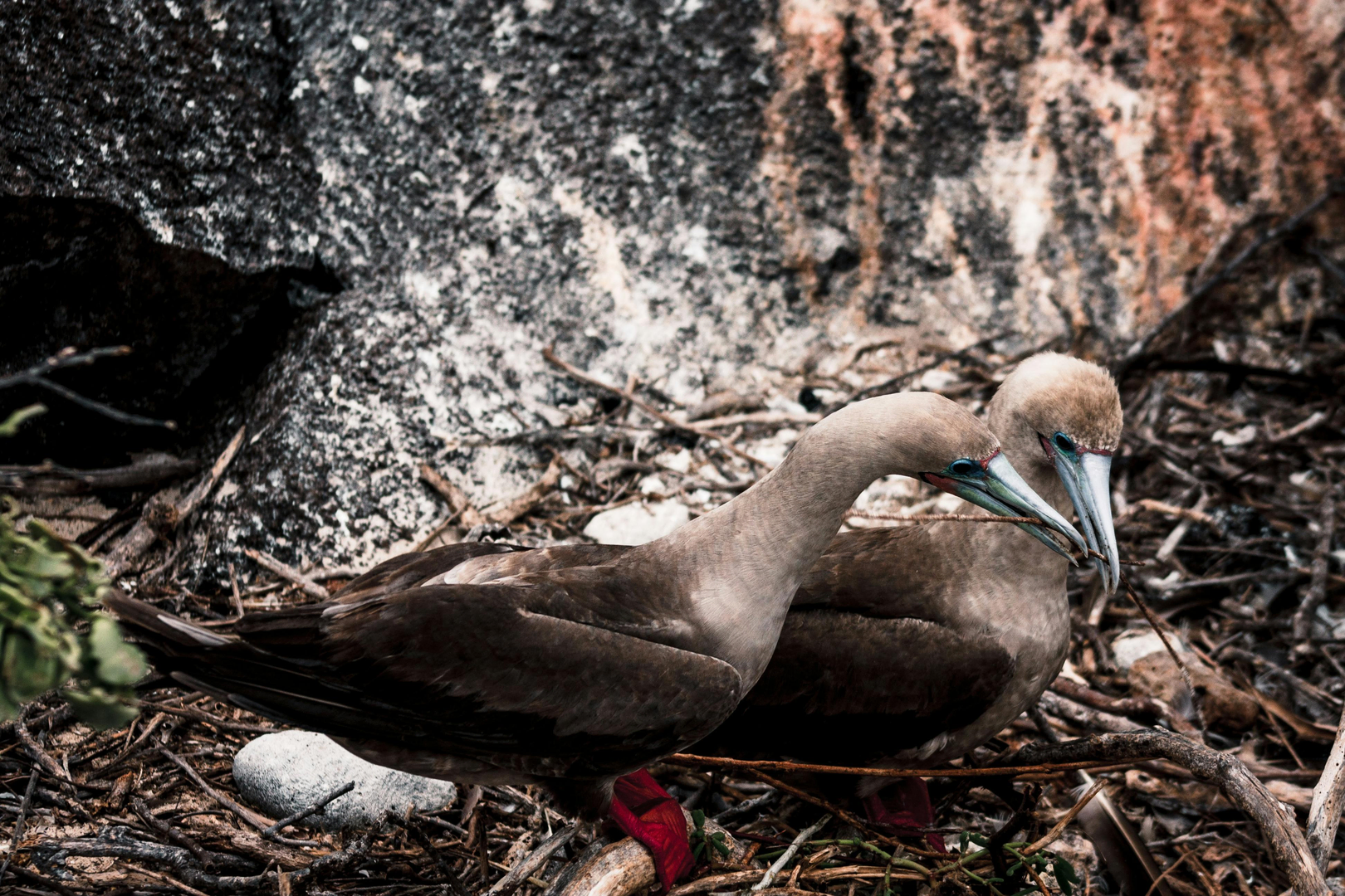 Galapagosøerne – Naturens Uforglemmelige Paradis