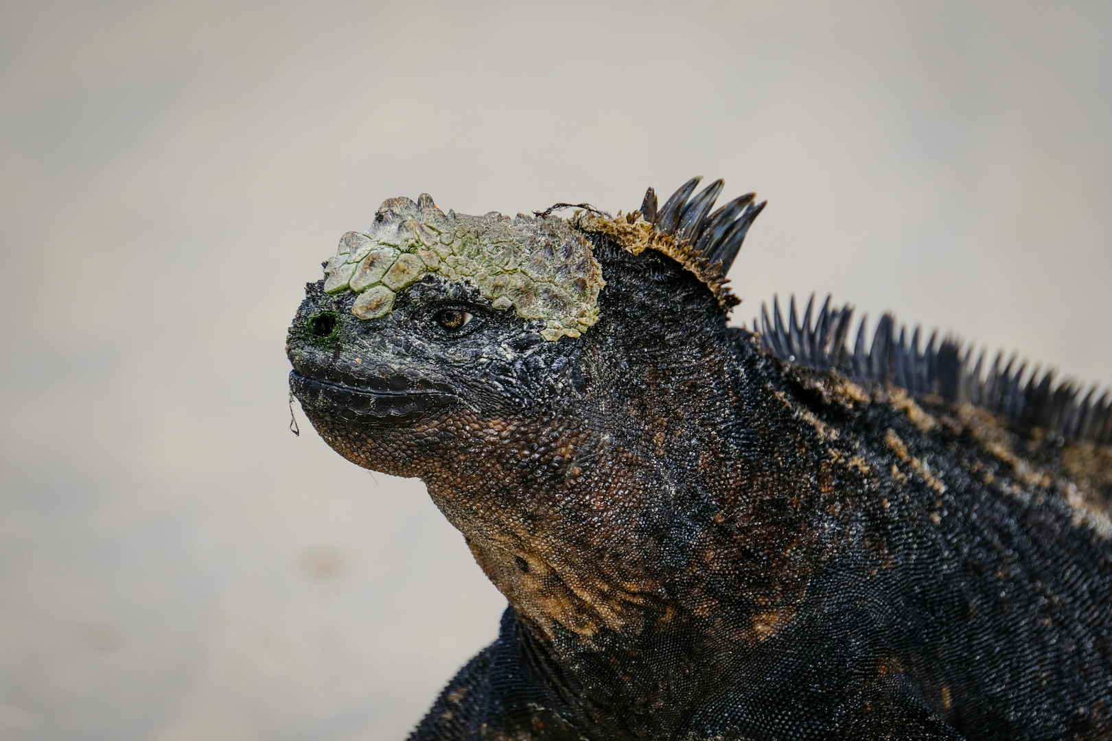 Galapagosøerne – Naturens Uforglemmelige Paradis
