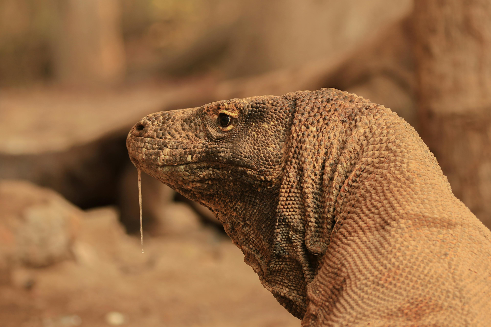 Komodo Island – Dragons, Beaches, and Adventures