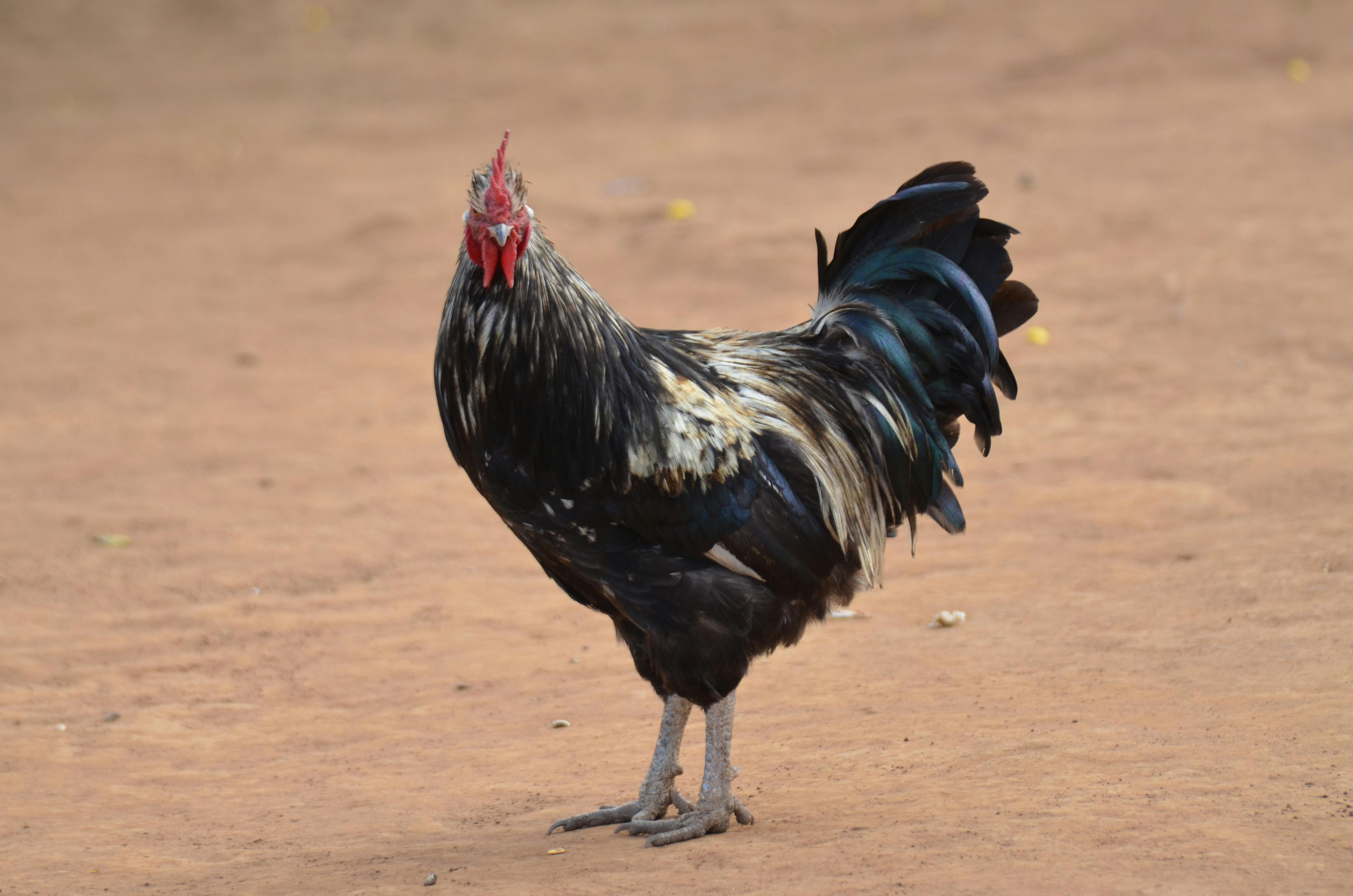 Lilongwe – Malawi's Vibrant Heart