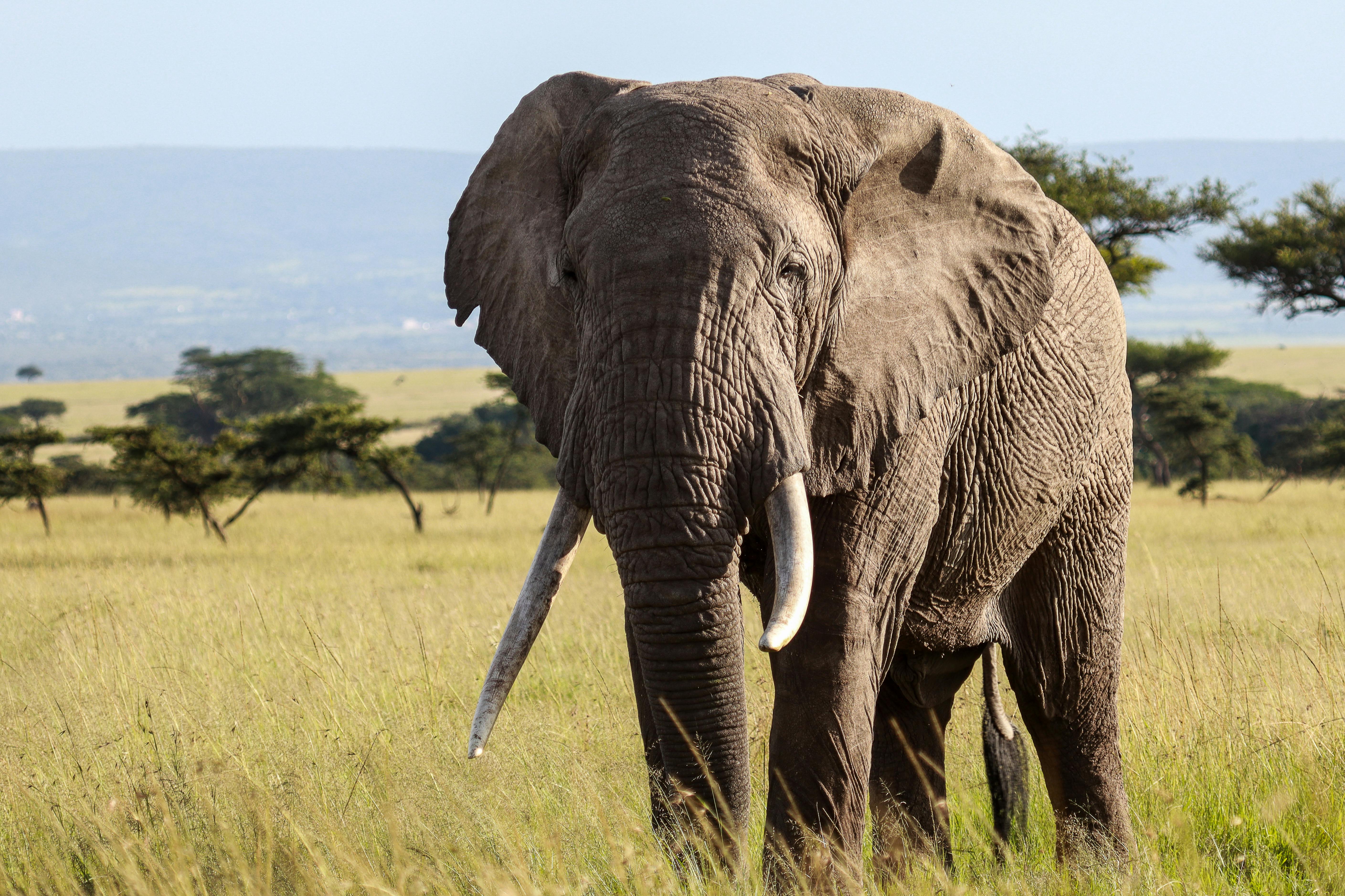 Nairobi – Storbyliv og Safari i Ét