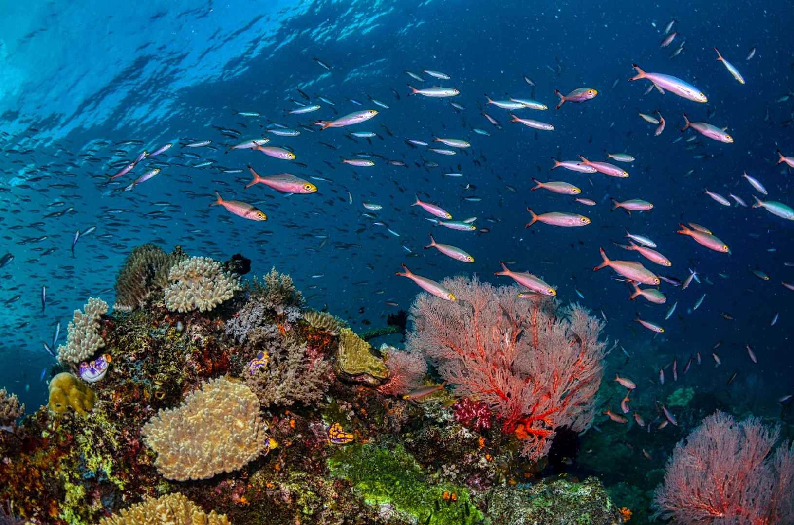 Raja Ampat – Indonesia's Hidden Island Paradise