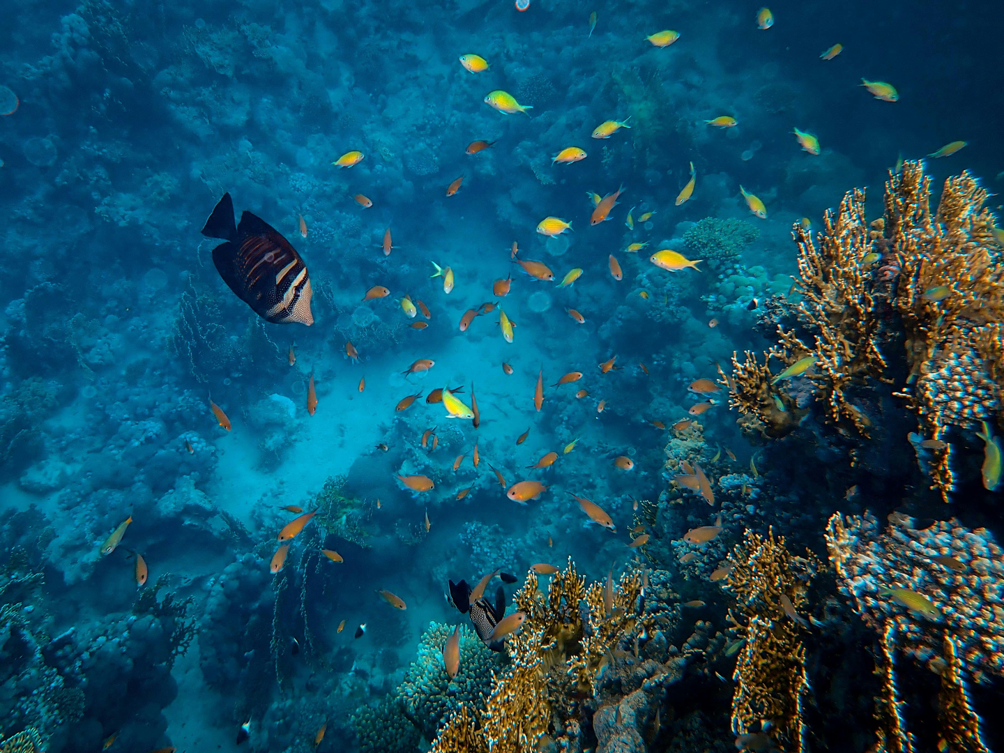 Safaga – Diving, Surfing, and Culture by the Red Sea