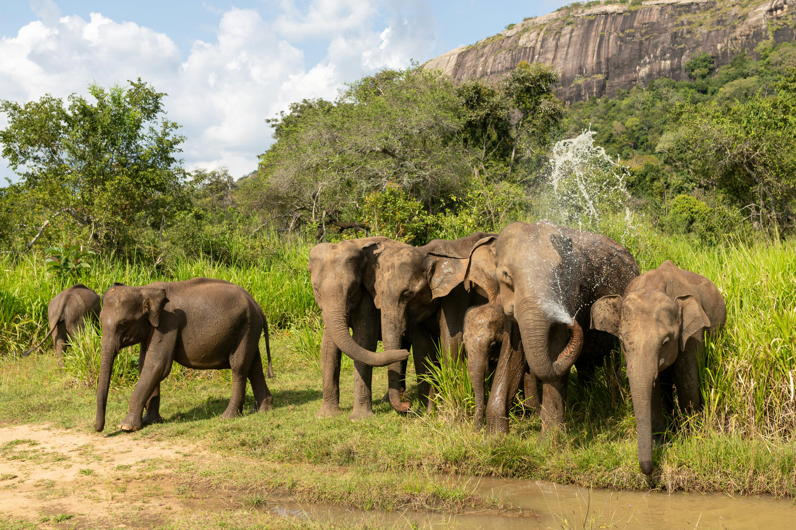 Hvor skal man tage på safari i Sri Lanka