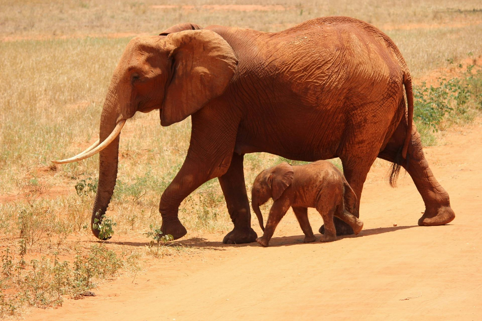 Serengeti – Tanzanias vilde safarieventyr