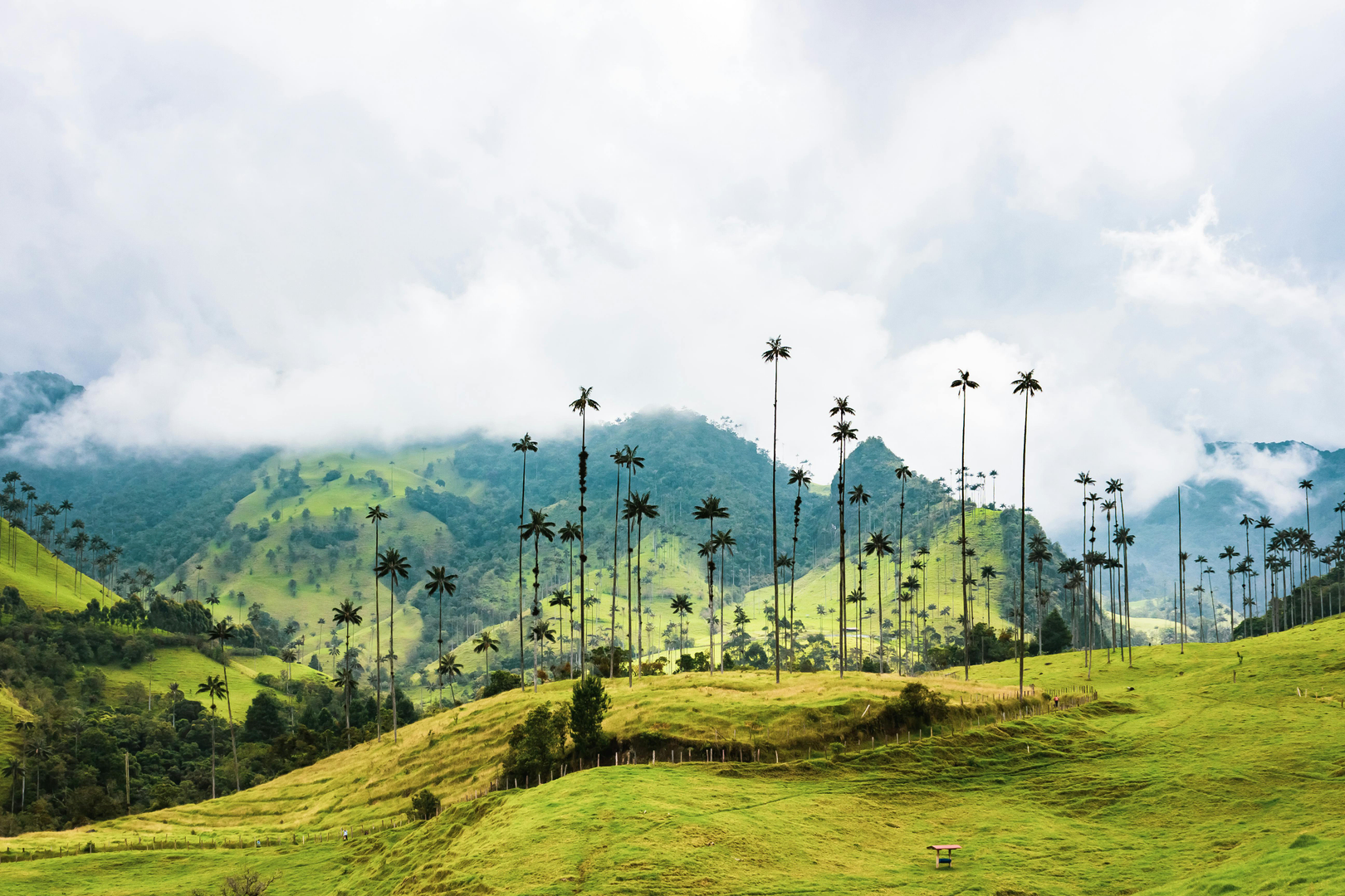 Valle de Cocora – Colombia's Majestic Wax Palms