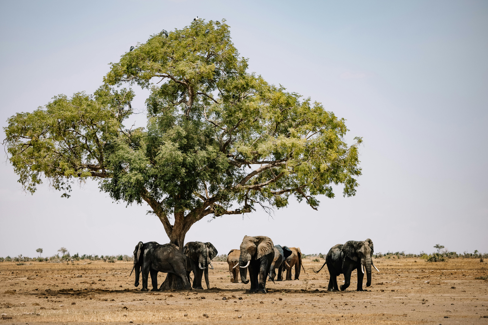 Jessicas feltnoter fra Botswana