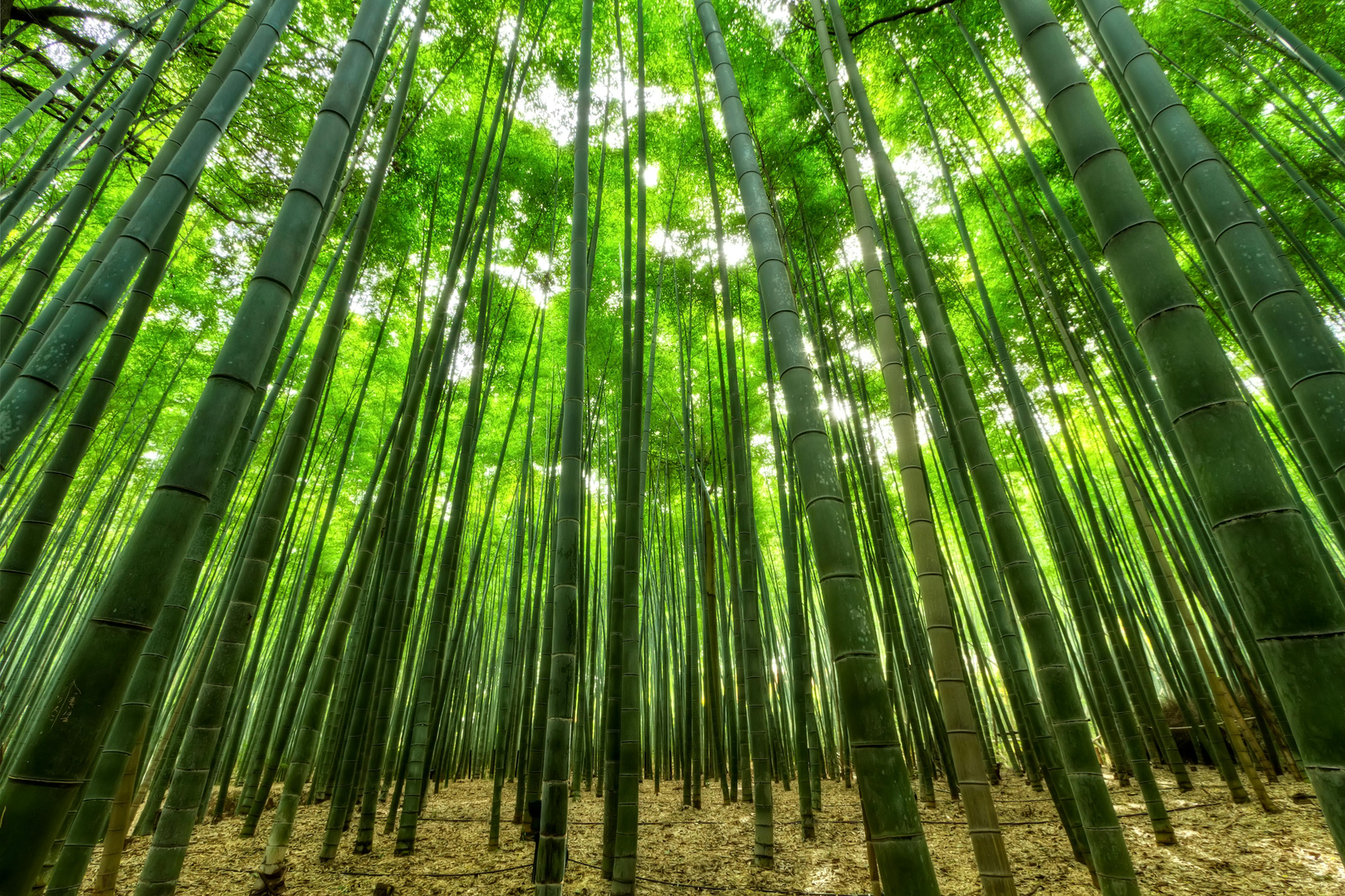 Arashiyama Bamboo Grove, et surrealistisk naturskønt område