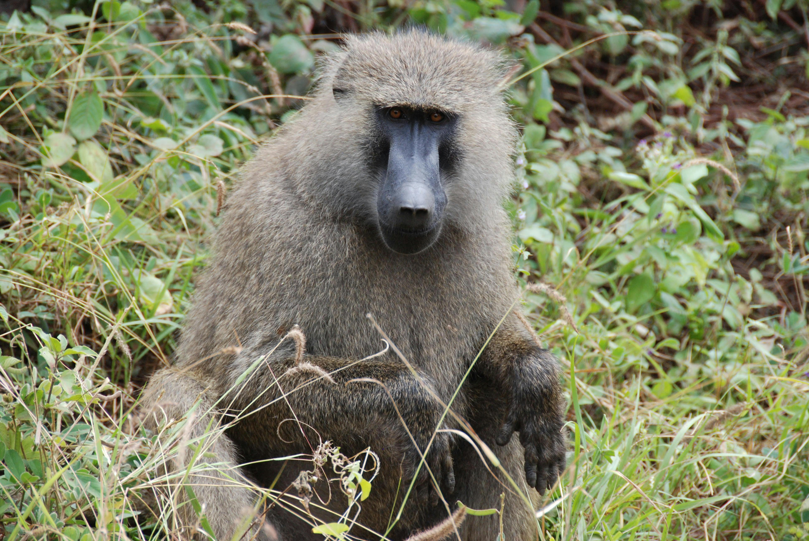 Lucas feltnoter fra Rwanda
