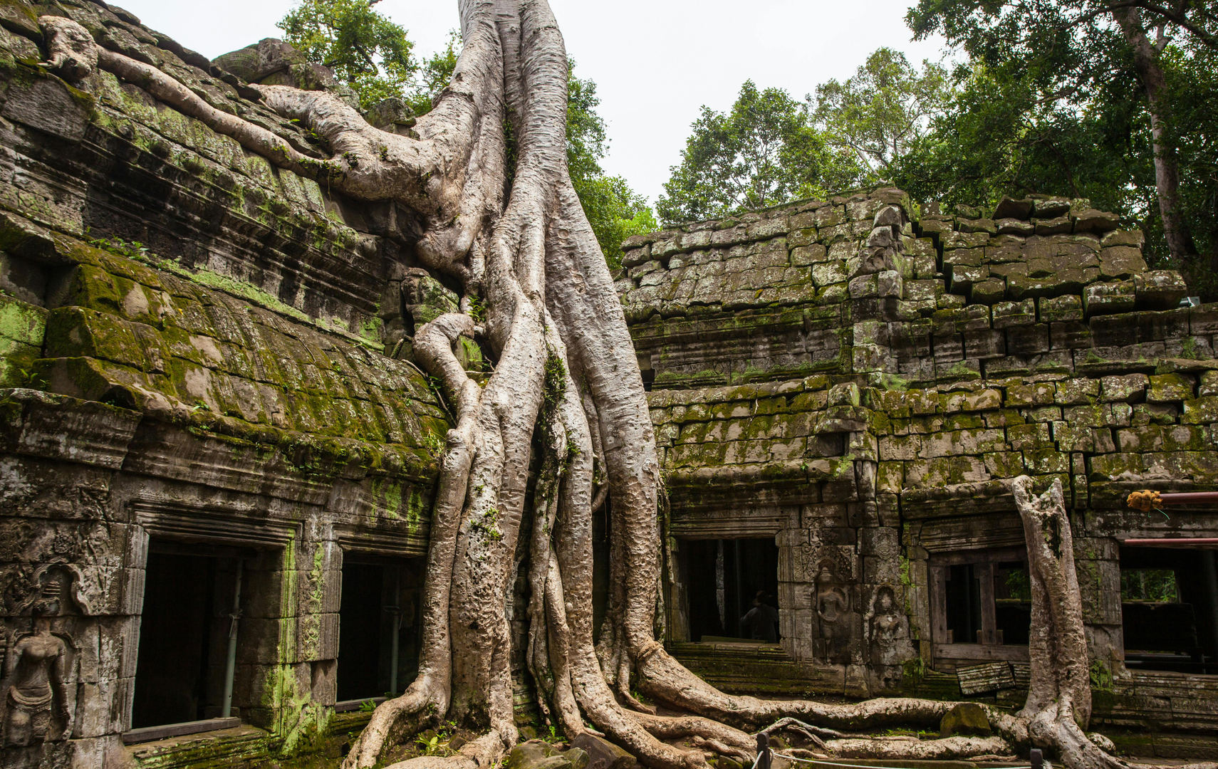 Ta Prohm – hvor naturen møder historien