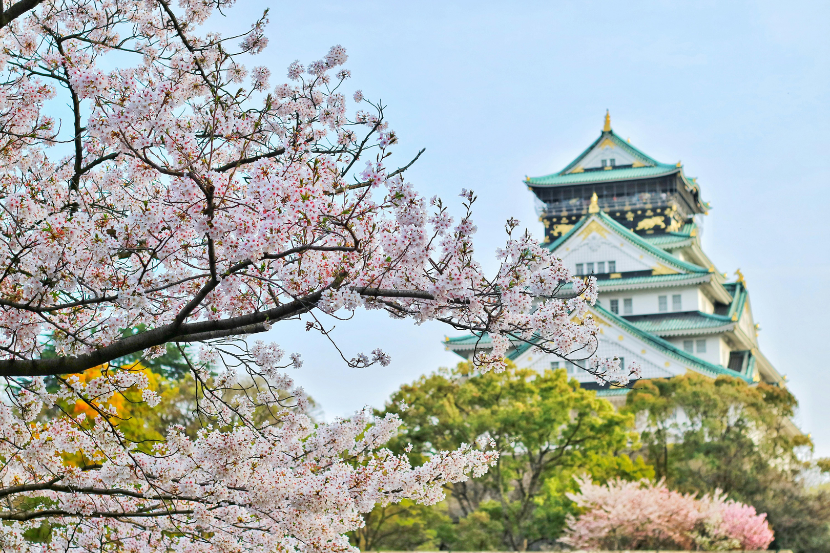 Osaka Castle omgivet af lyserøde kirsebærblomster i fuldt flor