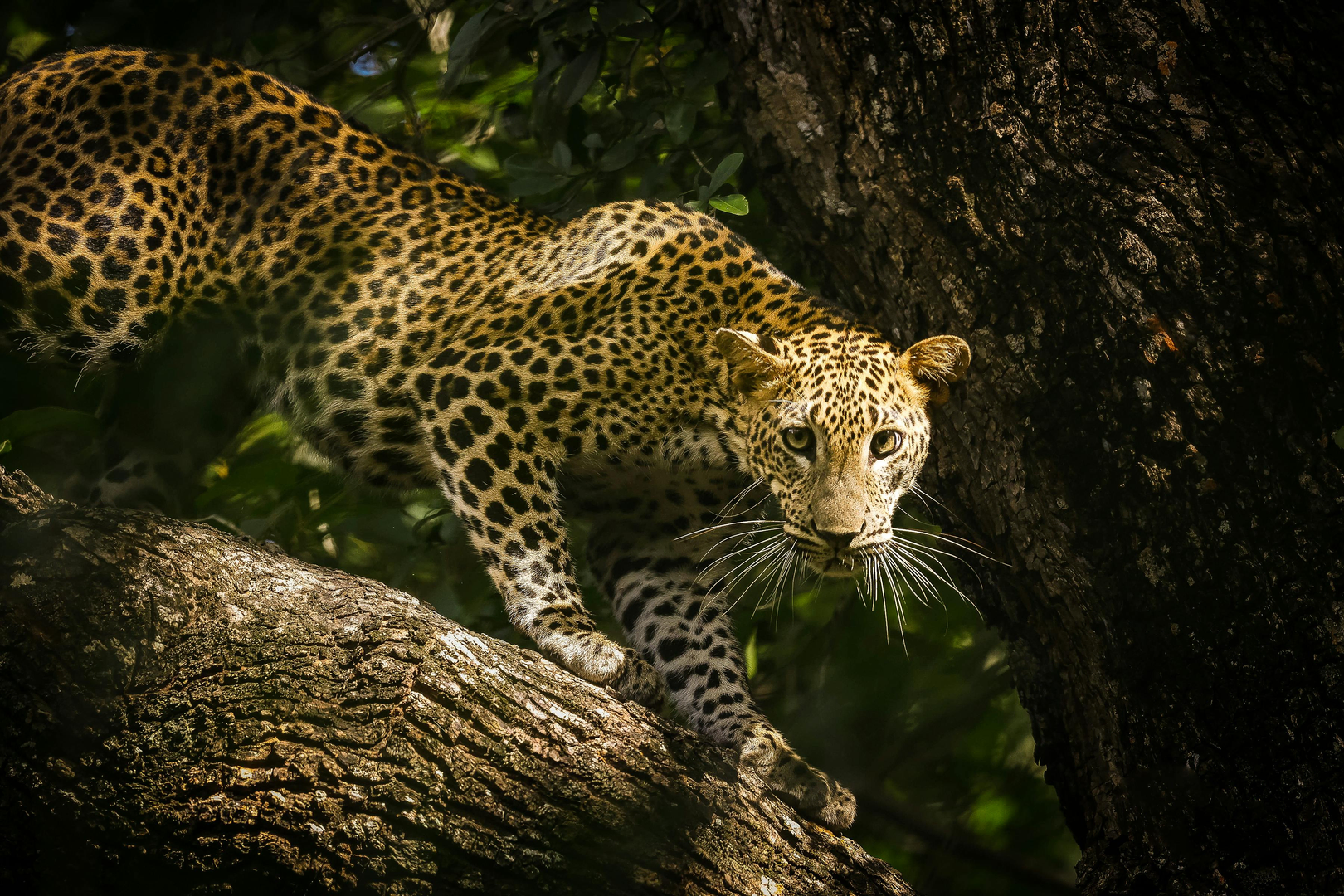 Leopard i Yala Nationalpark