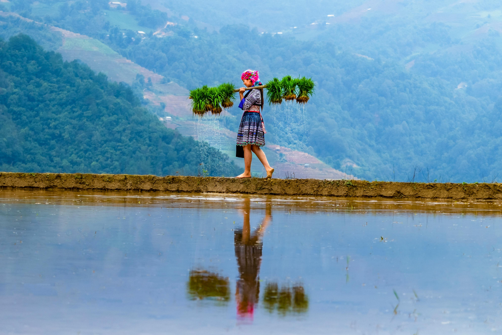 En hill tribe-landsby omgivet af rismarker