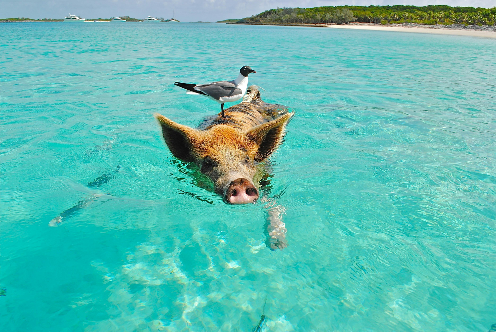 Weekuri Lagoon med turkisblåt vand på Sumba Island