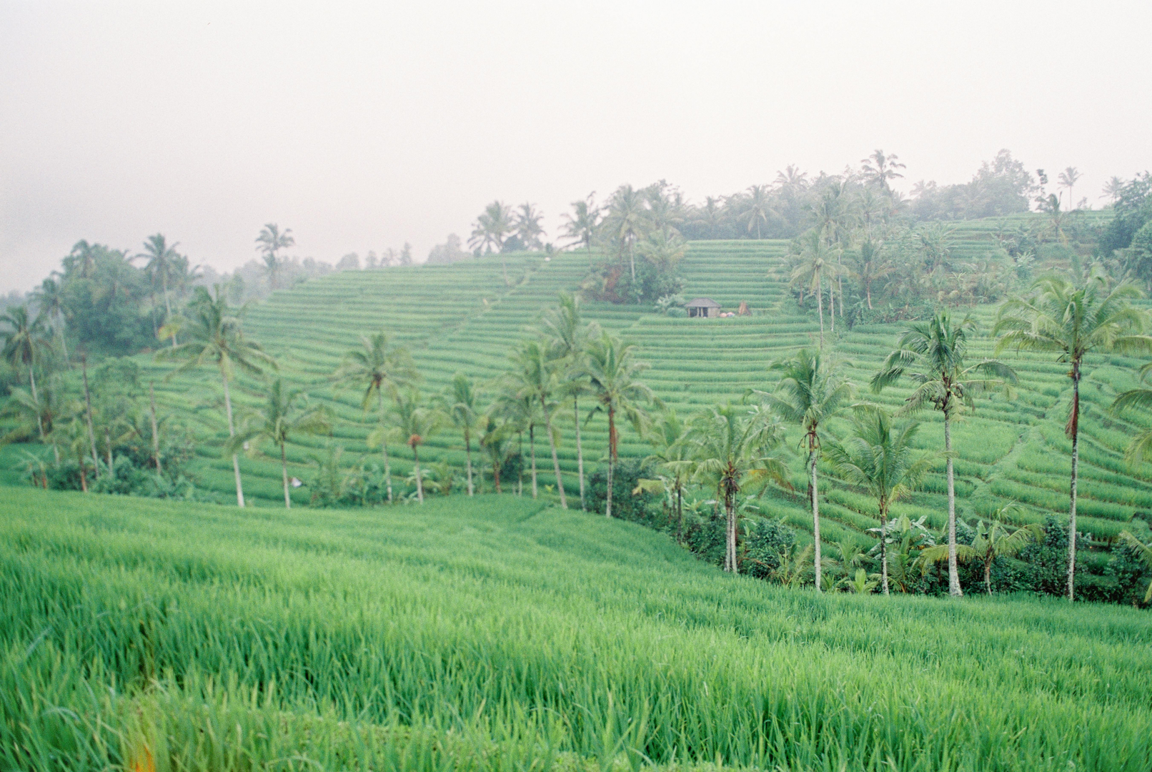 Tegalalang Rice Terrace med frodige grønne marker i Ubud, Bali