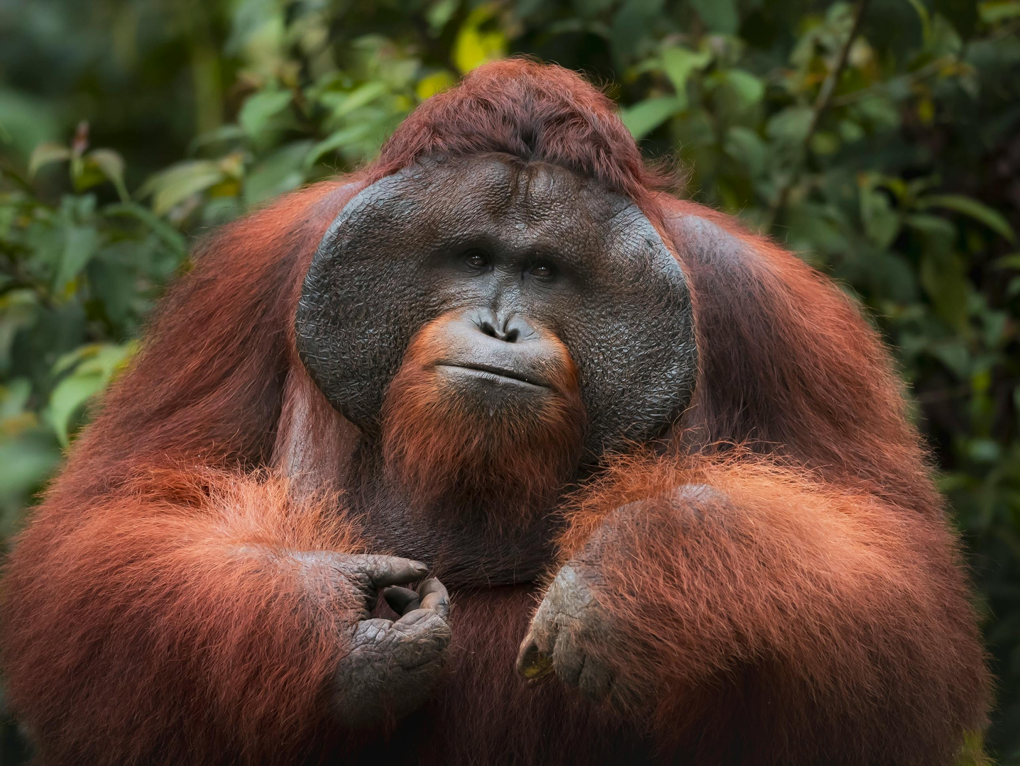 Vores guide til Borneo